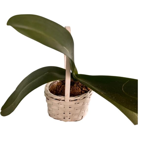 Vintage Set of 3 Wicker mini Pots Baskets Plants White Farmhouse - Picture 3 of 9